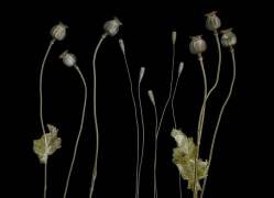 Poppy pods (Lotte Gronkjar) - Muzeo.com