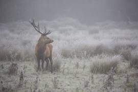 Prideful deer (AiToR Badiola) - Muzeo.com