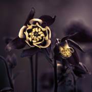 Priviliged (Çiçek Kıral) - Muzeo.com