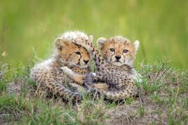 Promising (Roshkumar) - Muzeo.com