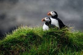 Pumpkin (Ralf Kayser) - Muzeo.com