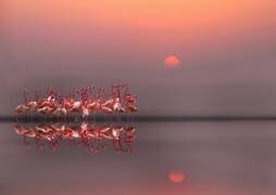 Purple sunset (Anna Cseresnjes ) - Muzeo.com