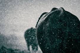 Rainy season (Mike Taylor) - Muzeo.com