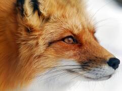 Red Fox (Alain Turgeon) - Muzeo.com