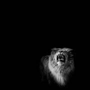 Roaring lion (Pierre-Bernard Cognein) - Muzeo.com