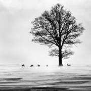 Roes (Dansiga) - Muzeo.com