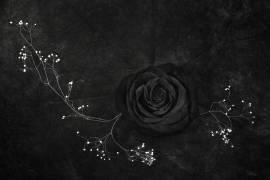 Rose noire (Stephen Clough) - Muzeo.com