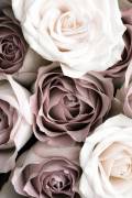 Roses (1x Studio III) - Muzeo.com