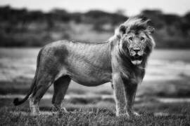 Royal Pose (Mohammed Alnaser) - Muzeo.com