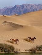 Salvation (Davoud Fazaeli) - Muzeo.com