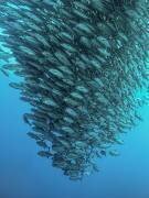 Schooling Jackfishes (Henry Jager) - Muzeo.com