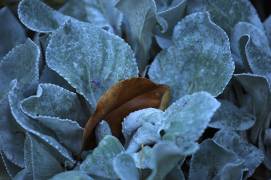 Seasons (Robin Wechsler) - Muzeo.com