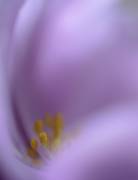 Secret Dream (Jealousy) - Muzeo.com