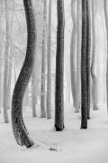 Shapes (Tom Pavlasek) - Muzeo.com