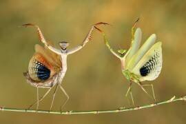 Show Time (Hasan Baglar ) - Muzeo.com