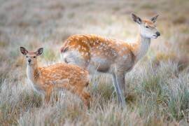 Sika deer (Simoon) - Muzeo.com