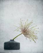 Simple comme bonjour (Saskia Dingemans) - Muzeo.com