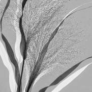 Simply grass (Saskia Dingemans) - Muzeo.com