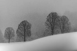 Snow white (Andy Dauer) - Muzeo.com