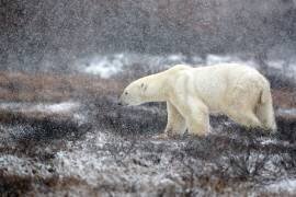 Snowing Time (Alessandro Catta) - Muzeo.com