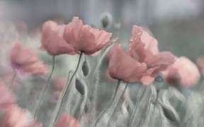 Softly (Anne Worner) - Muzeo.com