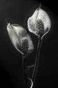 Spathiphyllum (Stephen Clough) - Muzeo.com