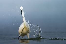 Splash (Ahmed Sobhi) - Muzeo.com