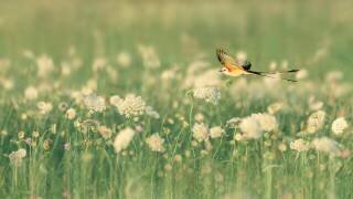 Spring Messager (Qing Zhao) - Muzeo.com