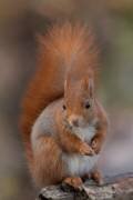 Squirrel (Paolo Bolla) - Muzeo.com