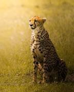 Stay Back (Ahmed Sobhi) - Muzeo.com