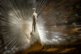 Straightlaced (David Schulz) - Muzeo.com