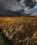 Strohgaeu (Nicolas Schumacher) - Muzeo.com