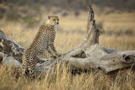 Strong (Renee Doyle) - Muzeo.com