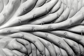 Succulent (Jim Occi) - Muzeo.com