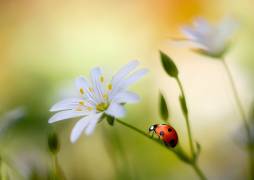 Summer beauties (Mandy Disher) - Muzeo.com