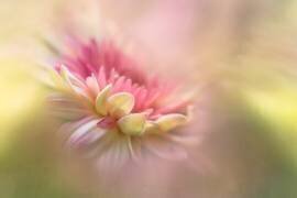 Summer Dreaming (Penny Myles) - Muzeo.com