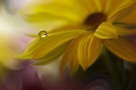 SunBeam (Juliana Nan) - Muzeo.com