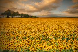 Sunflowers (Piotr Krol (Bax)) - Muzeo.com