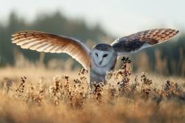 Sunrise (Michaela Firesova) - Muzeo.com