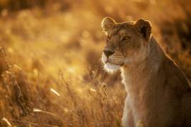 Sunshine (Mohammed Alnaser) - Muzeo.com