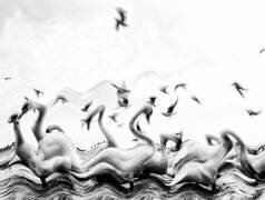 Swans waves (Silvia Dinca) - Muzeo.com