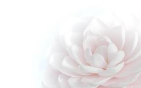 Tender Beauty (Peter Baer) - Muzeo.com