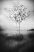 That Tree (Lisandro Perez Acevedo) - Muzeo.com