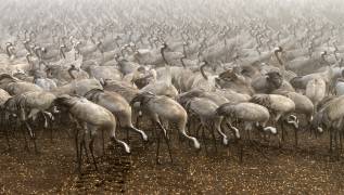 The cranes (Gabrielle Halperin) - Muzeo.com