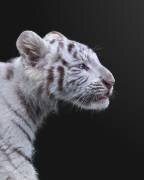 The Hunter (Fegari) - Muzeo.com