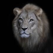 The King (Renee Doyle) - Muzeo.com