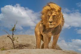 The Lion King (Yogesh Bhatia) - Muzeo.com