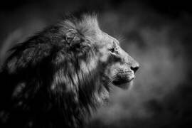 The Male (Xavier A) - Muzeo.com