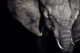 The Matriarch (Piet Flour) - Muzeo.com