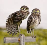 The Showoff (Jane Lyons) - Muzeo.com